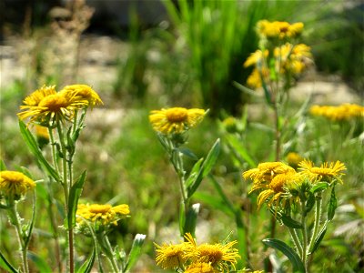 Wiesen-Alant (Inula britannica) - Die mit Steinplatten befestigte Uferböschung am Rhein bei Altlußheim hat eine besondere Vegetation mit z.T. seltenen Pflanzen