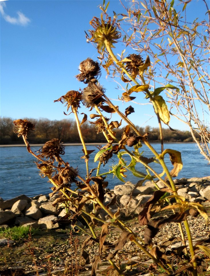 Wiesen-Alant (Inula britannica) am Rhein bei Altlußheim - diesen seltenen Korbblütler findet man in dieser Gegend nur an den Uferböschungen des Rheins