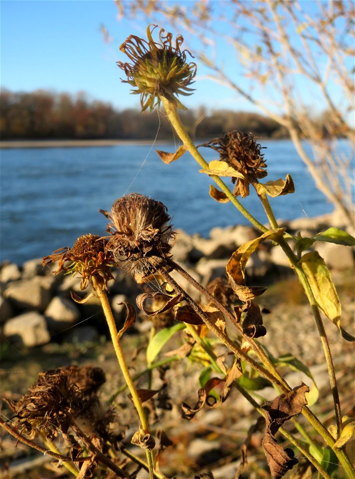 Wiesen-Alant (Inula britannica) am Rhein bei Altlußheim - diesen seltenen Korbblütler findet man in dieser Gegend nur an den Uferböschungen des Rheins