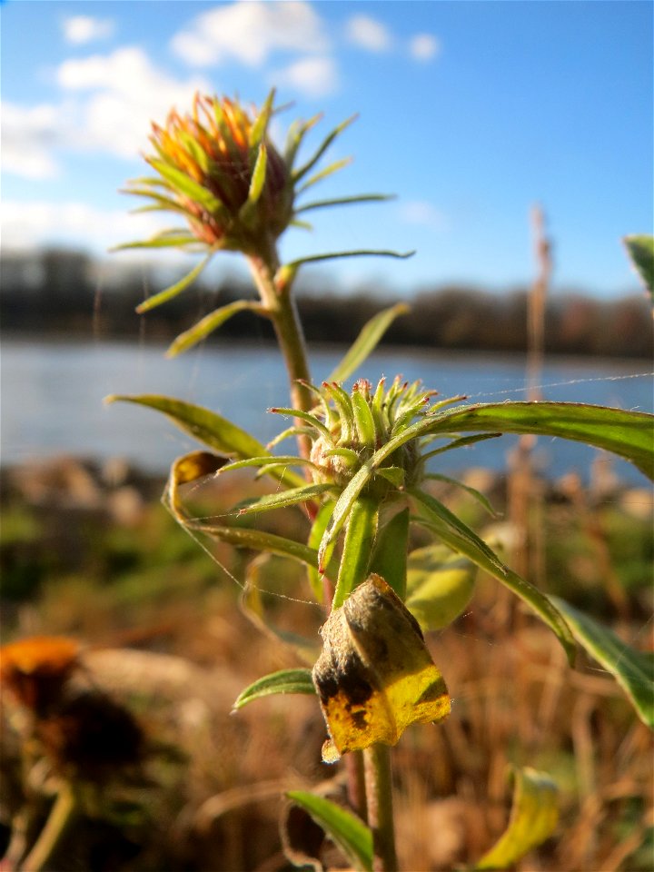 Wiesen-Alant (Inula britannica) am Rhein bei Altlußheim - diesen seltenen Korbblütler findet man in dieser Gegend nur an den Uferböschungen des Rheins