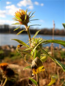 Wiesen-Alant (Inula britannica) am Rhein bei Altlußheim - diesen seltenen Korbblütler findet man in dieser Gegend nur an den Uferböschungen des Rheins