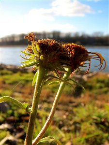 Wiesen-Alant (Inula britannica) am Rhein bei Altlußheim - diesen seltenen Korbblütler findet man in dieser Gegend nur an den Uferböschungen des Rheins