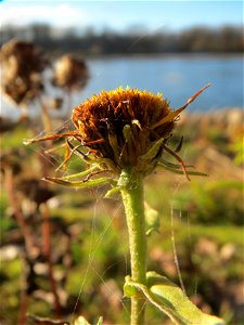 Wiesen-Alant (Inula britannica) am Rhein bei Altlußheim - diesen seltenen Korbblütler findet man in dieser Gegend nur an den Uferböschungen des Rheins