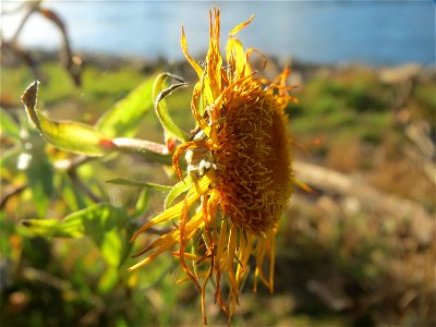 Wiesen-Alant (Inula britannica) am Rhein bei Altlußheim - diesen seltenen Korbblütler findet man in dieser Gegend nur an den Uferböschungen des Rheins