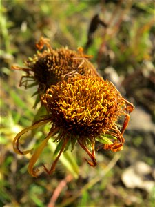 Wiesen-Alant (Inula britannica) am Rhein bei Altlußheim - diesen seltenen Korbblütler findet man in dieser Gegend nur an den Uferböschungen des Rheins