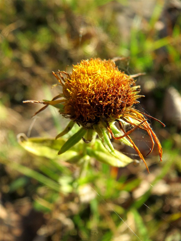 Wiesen-Alant (Inula britannica) am Rhein bei Altlußheim - diesen seltenen Korbblütler findet man in dieser Gegend nur an den Uferböschungen des Rheins