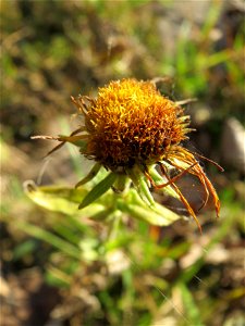 Wiesen-Alant (Inula britannica) am Rhein bei Altlußheim - diesen seltenen Korbblütler findet man in dieser Gegend nur an den Uferböschungen des Rheins