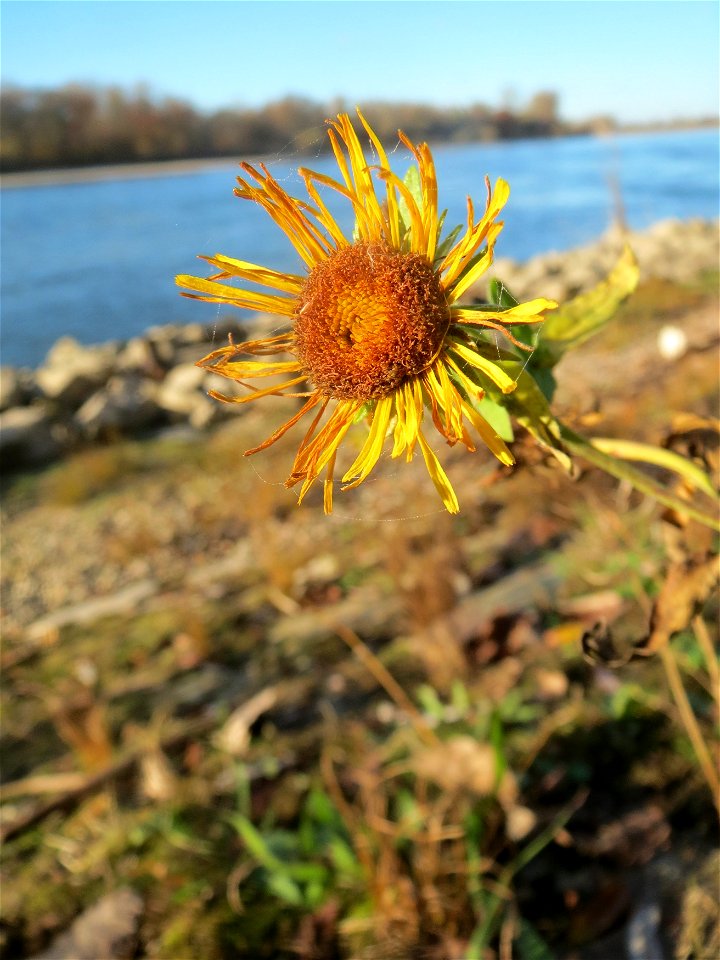 Wiesen-Alant (Inula britannica) am Rhein bei Altlußheim - diesen seltenen Korbblütler findet man in dieser Gegend nur an den Uferböschungen des Rheins