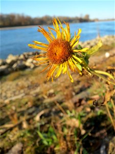 Wiesen-Alant (Inula britannica) am Rhein bei Altlußheim - diesen seltenen Korbblütler findet man in dieser Gegend nur an den Uferböschungen des Rheins