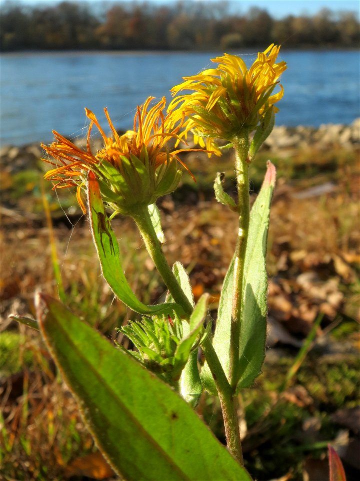 Wiesen-Alant (Inula britannica) am Rhein bei Altlußheim - diesen seltenen Korbblütler findet man in dieser Gegend nur an den Uferböschungen des Rheins