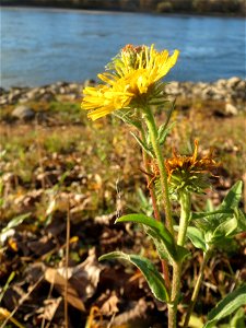 Wiesen-Alant (Inula britannica) am Rhein bei Altlußheim - diesen seltenen Korbblütler findet man in dieser Gegend nur an den Uferböschungen des Rheins