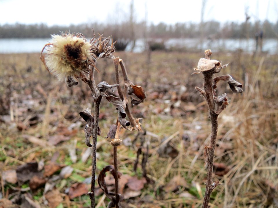 Mumienbotanik: Wiesen-Alant (Inula britannica) am Berghäuser Altrhein bei Speyer - kommt in dieser Gegend praktisch nur am Rheinufer vor, da aber in größeren Mengen