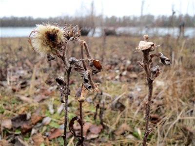 Mumienbotanik: Wiesen-Alant (Inula britannica) am Berghäuser Altrhein bei Speyer - kommt in dieser Gegend praktisch nur am Rheinufer vor, da aber in größeren Mengen
