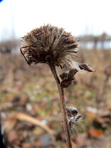 Mumienbotanik: Wiesen-Alant (Inula britannica) am Berghäuser Altrhein bei Speyer - kommt in dieser Gegend praktisch nur am Rheinufer vor, da aber in größeren Mengen