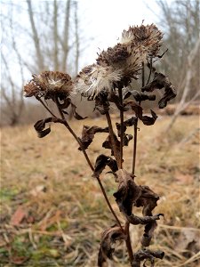 Mumienbotanik: Wiesen-Alant (Inula britannica) am Berghäuser Altrhein bei Speyer - kommt in dieser Gegend praktisch nur am Rheinufer vor, da aber in größeren Mengen