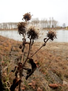 Mumienbotanik: Wiesen-Alant (Inula britannica) auf den Steinplatten vom Rheinufer beim Berghäuser Altrhein bei Speyer - kommt in dieser Gegend praktisch nur am Rheinufer vor, da aber in größeren Menge