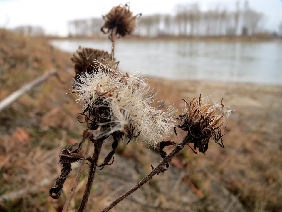 Mumienbotanik: Wiesen-Alant (Inula britannica) auf den Steinplatten vom Rheinufer beim Berghäuser Altrhein bei Speyer - kommt in dieser Gegend praktisch nur am Rheinufer vor, da aber in größeren Menge