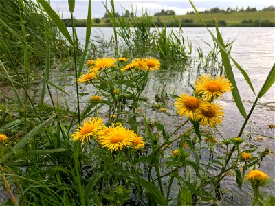 Engelse alant (Inula britannica) bij een kolk in Haalderen