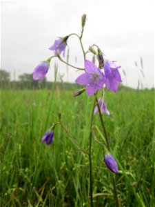 Wiesen-Glockenblume (Campanula patula) im Landschaftsschutsgebiet „Saalbachniederung“