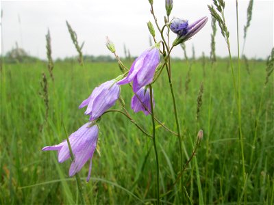 Wiesen-Glockenblume (Campanula patula) im Landschaftsschutsgebiet „Saalbachniederung“