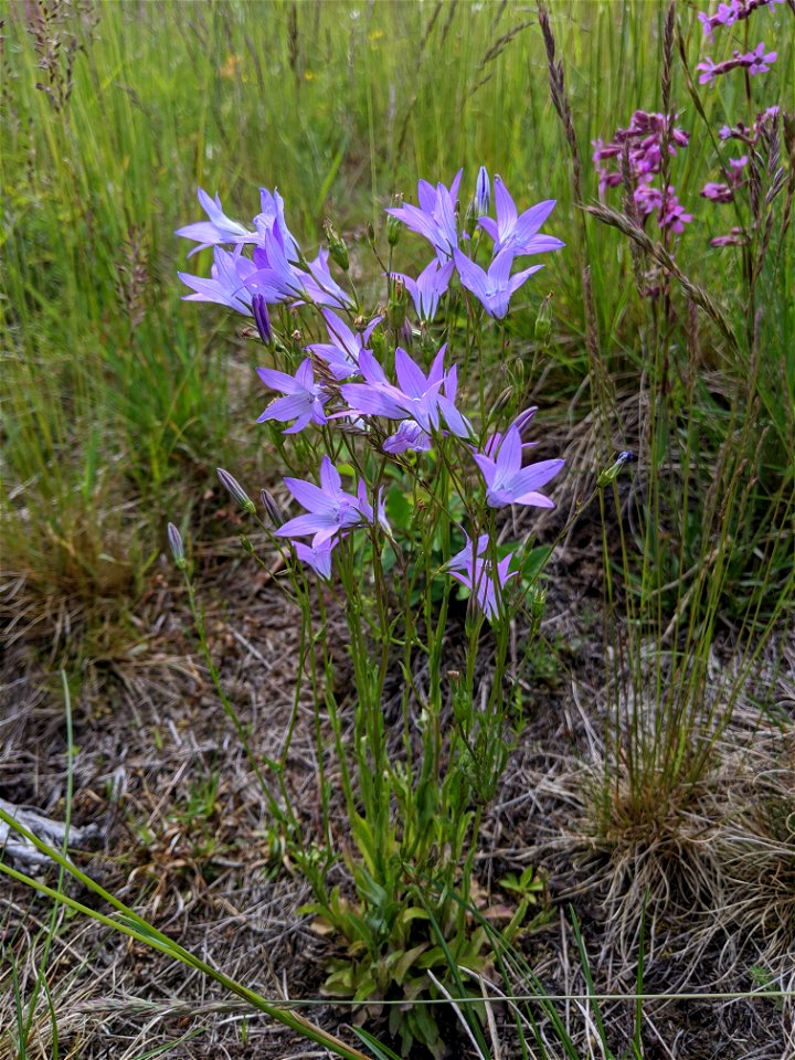 Campanula patula (whole plant) in Křešín, Central Bohemia