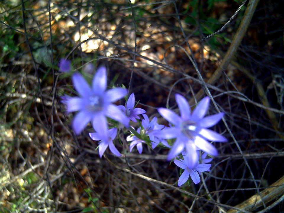 Campanula patula flowers closeup, Sierra Madrona, Spain