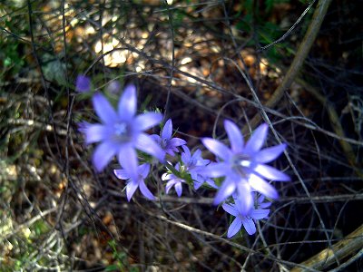 Campanula patula flowers closeup, Sierra Madrona, Spain
