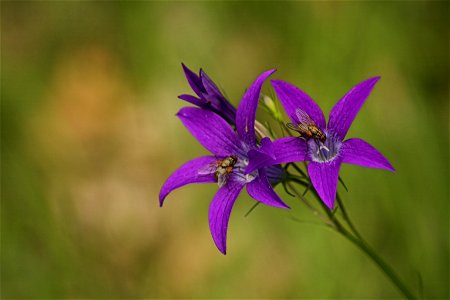 An unidentified violet plant from Maramureş Mountains, Romania photo
