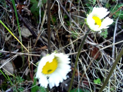 Bellis annua close up, Sierra Madrona, Spain photo