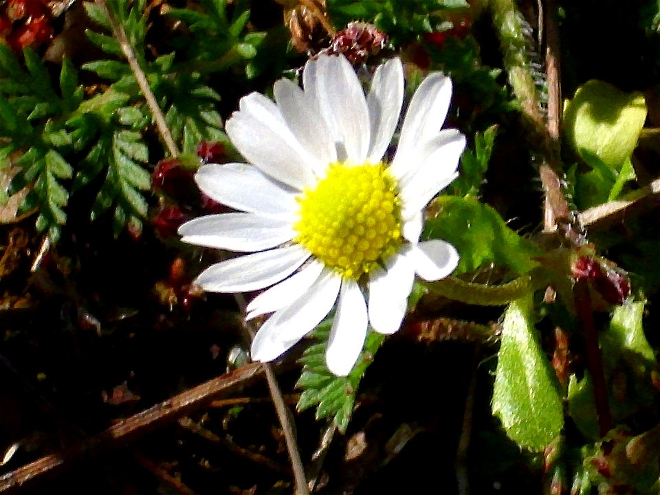 Bellis annua subsp. microcephala, close up, Sierra Madrona, Spain