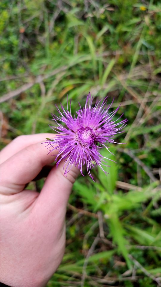 Cirsium heterophyllum