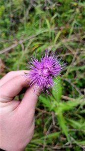 Cirsium heterophyllum