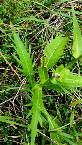 Cirsium heterophyllum
