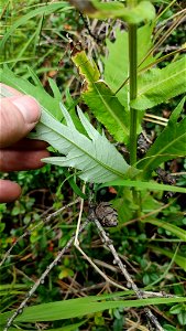 Cirsium heterophyllum