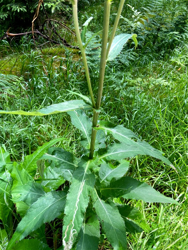 Cirsium heterophyllum