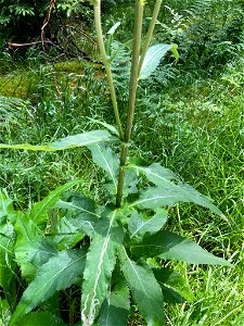 Cirsium heterophyllum