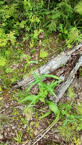 Cirsium heterophyllum