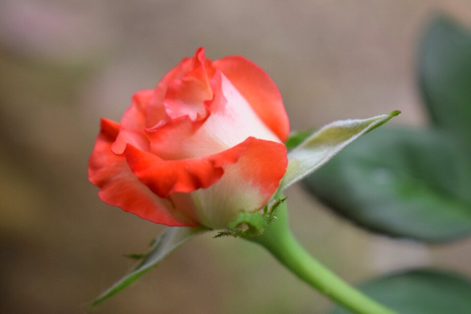 Colombia flowers roses