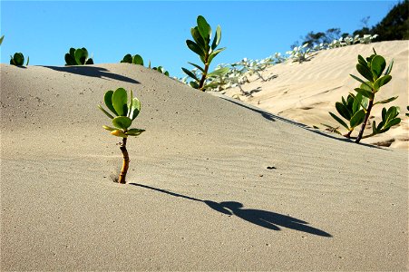 The Inkberry is an important pioneer plant in coastal dunes along warmer sea currents. Here they grow near Chintsa, in the Eastern Cape, South Africa photo