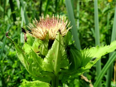 Kohldistel (Cirsium oleraceum) am Geißböckelgraben bei Philippsburg
