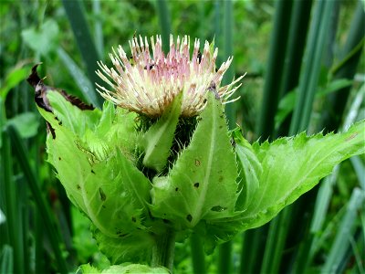 Kohldistel (Cirsium oleraceum) am Geißböckelgraben bei Philippsburg