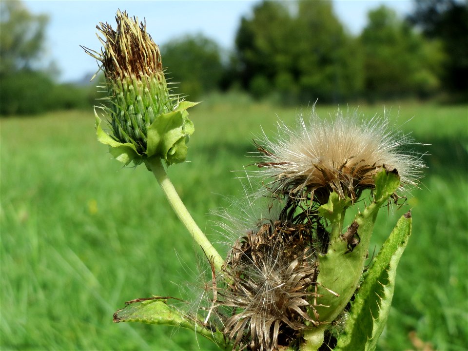 Kohldistel (Cirsium oleraceum) im Naturschutzgebiet Bachwiesen/Leopoldswiesen im Hockenheimer Rheinbogen