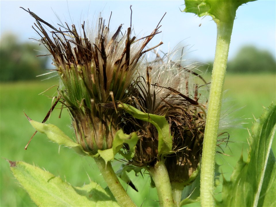 Kohldistel (Cirsium oleraceum) im Naturschutzgebiet Bachwiesen/Leopoldswiesen im Hockenheimer Rheinbogen