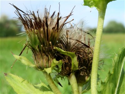 Kohldistel (Cirsium oleraceum) im Naturschutzgebiet Bachwiesen/Leopoldswiesen im Hockenheimer Rheinbogen