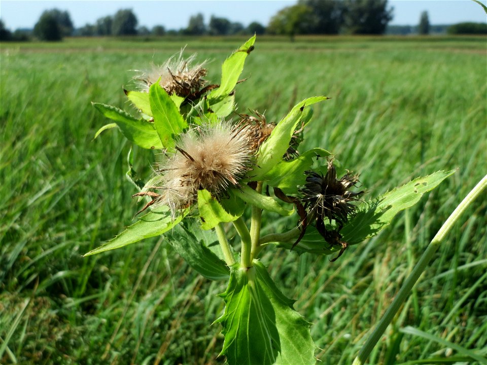 Kohldistel (Cirsium oleraceum) im Naturschutzgebiet Karl-Ludwig-See
