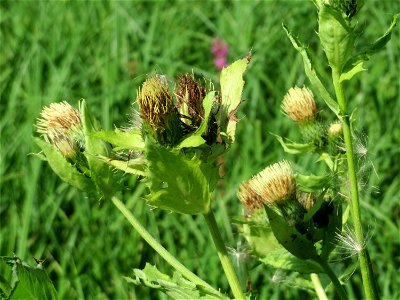 Kohldistel (Cirsium oleraceum) im Naturschutzgebiet Karl-Ludwig-See