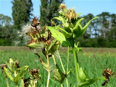 Kohldistel (Cirsium oleraceum) im Naturschutzgebiet Karl-Ludwig-See