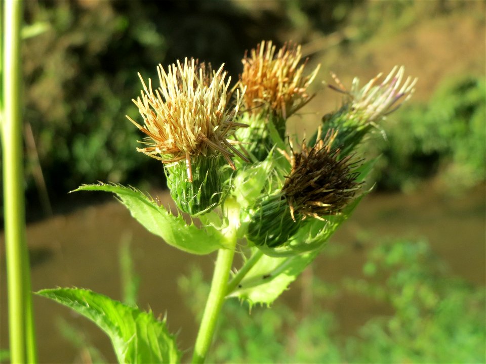 Kohldistel (Cirsium oleraceum) am Hardtgraben im Schwetzinger Hardt