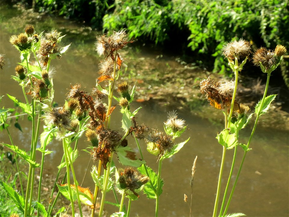 Kohldistel (Cirsium oleraceum) am Hardtgraben im Schwetzinger Hardt
