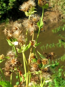Kohldistel (Cirsium oleraceum) am Hardtgraben im Schwetzinger Hardt